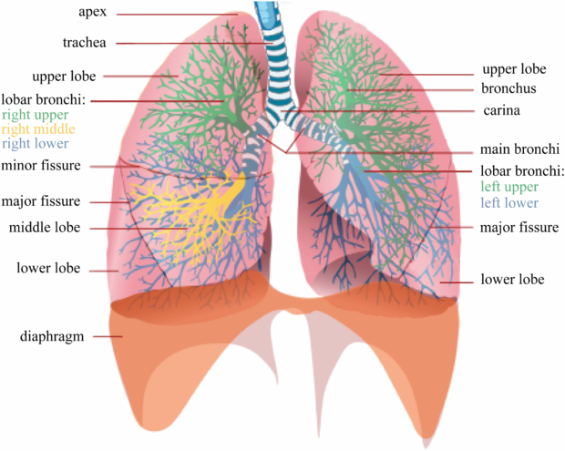 Lung Anatomy